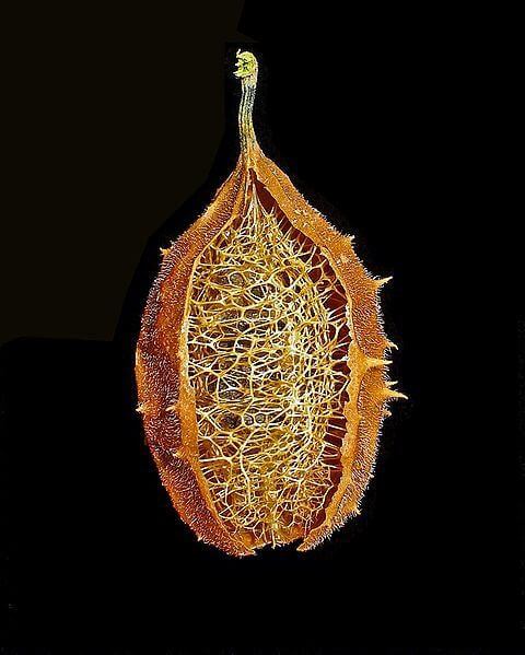 LUFFA AMARA