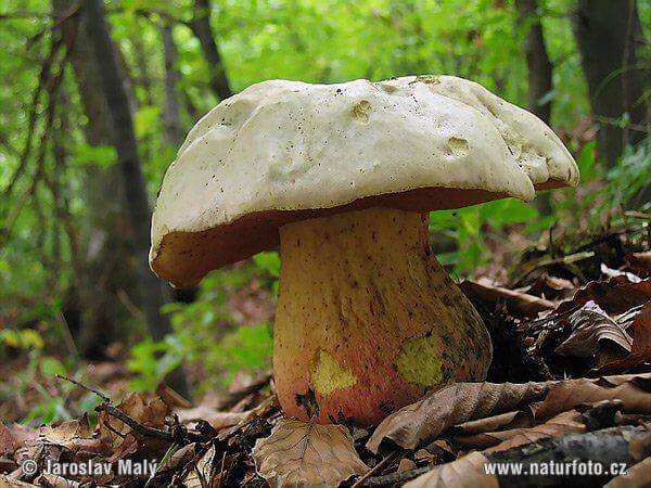 BOLETUS SATANAS