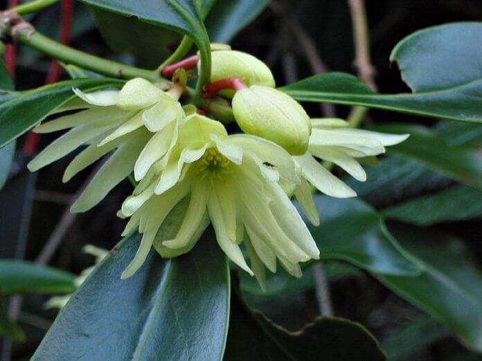 Illicium anisatum