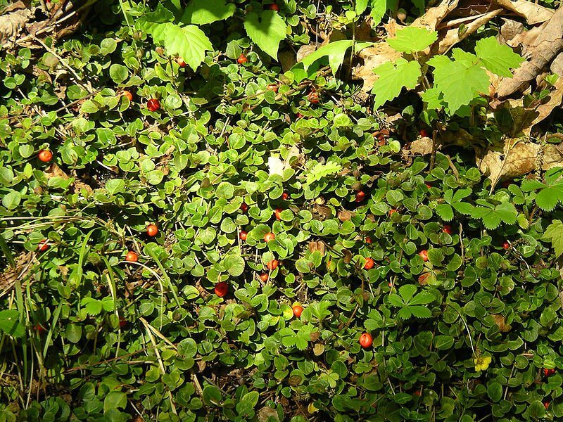 MITCHELLA REPENS