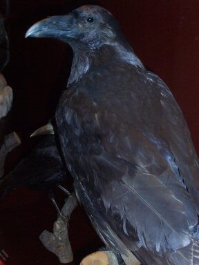 CORVUS CORAX