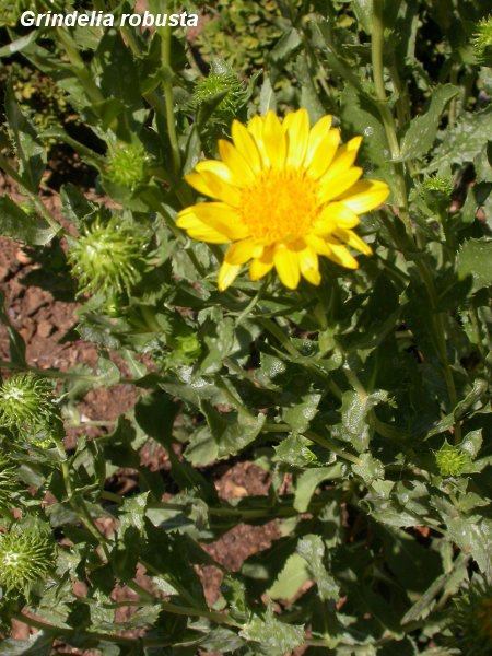 GRINDELIA ROBUSTA