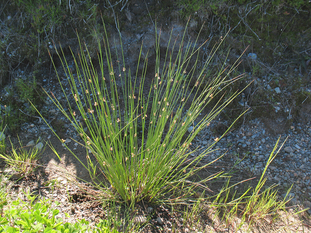 JUNCUS EFFUSUS