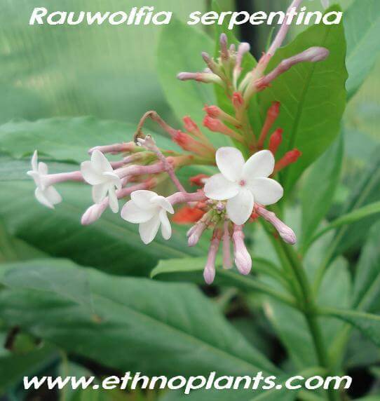 RAUWOLFIA SERPENTINA