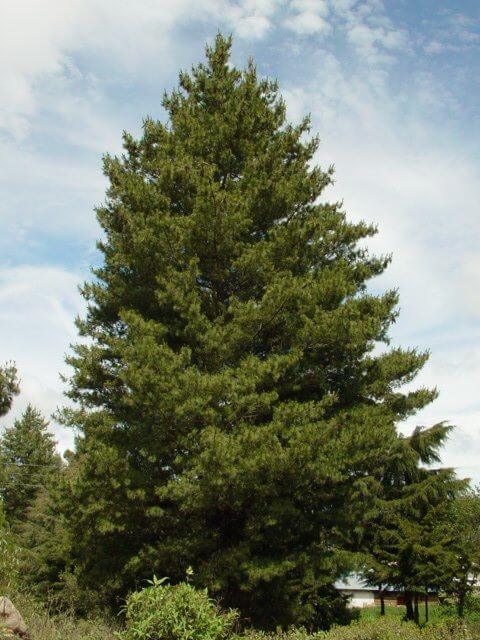 ABIES CANADENSIS
