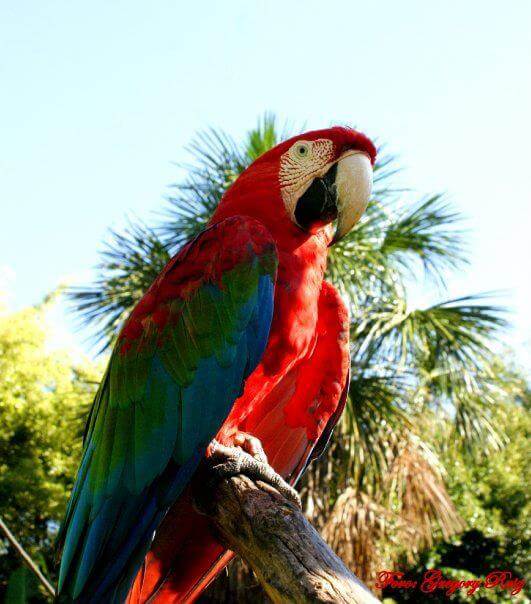 ARA MACAW (Guacamaya)