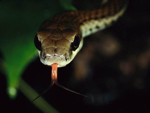 LACHESIS MUTUS