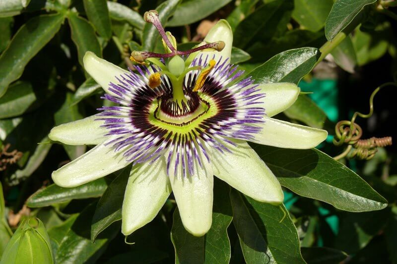 PASSIFLORA INCARNATA
