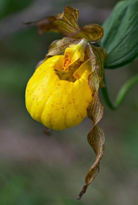 CYPERIDUM PUBESCENS