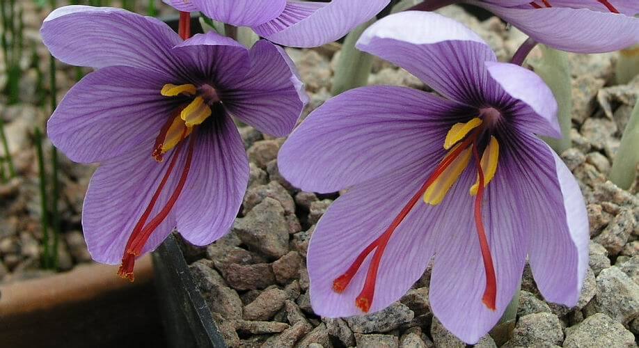 CROCUS SATIVUS
