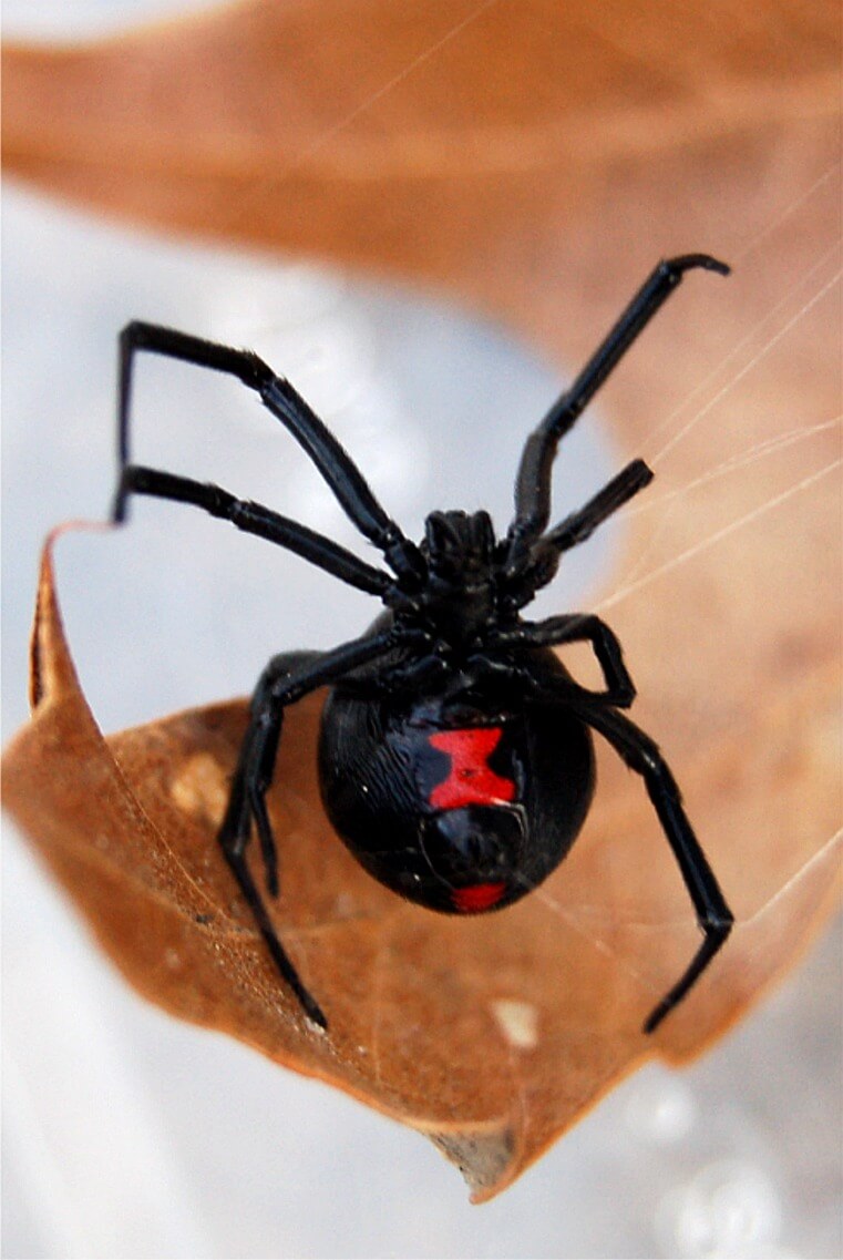 LATRODECTUS MACTANS