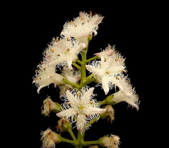MENYANTHES