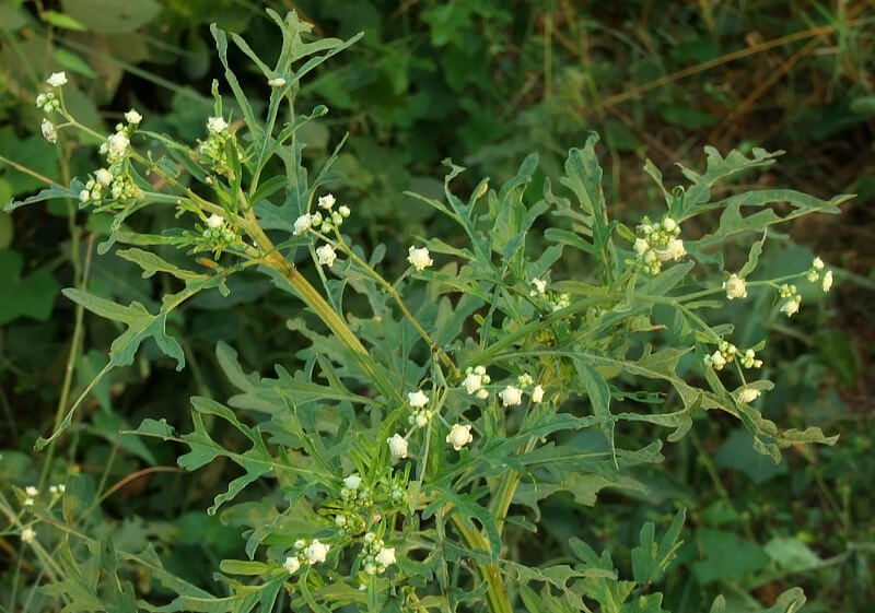 PARTHENIUM HYSTEROPHORUS