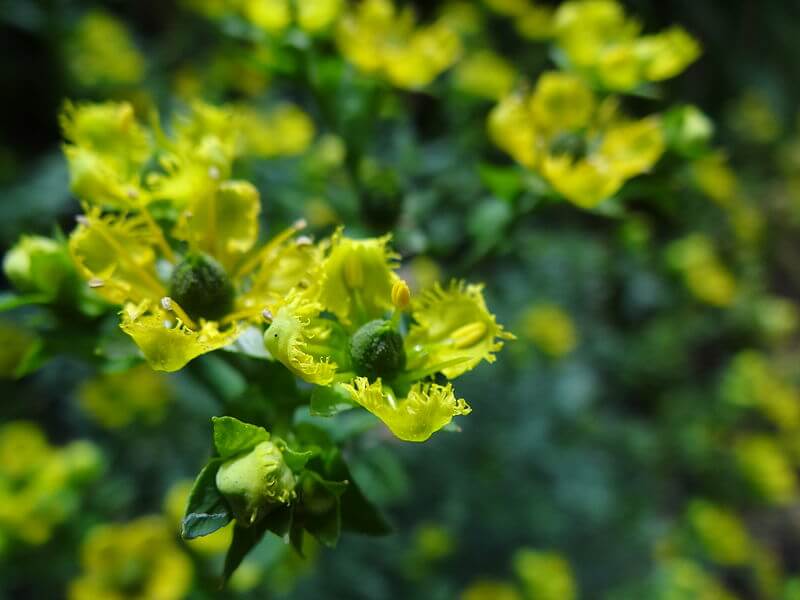 RUTA GRAVEOLENS