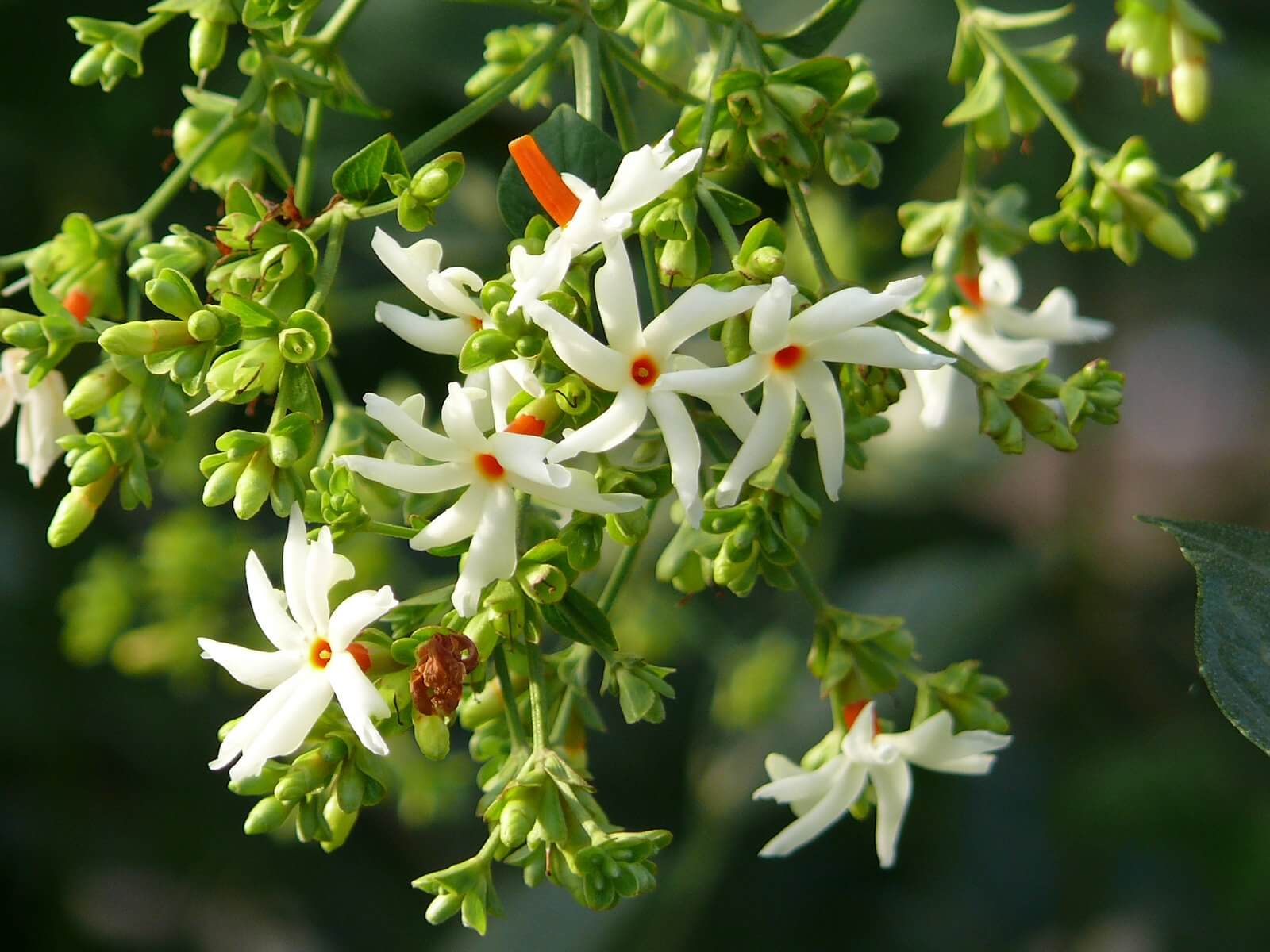 NYCTANTHES ARBOR - TRITIS
