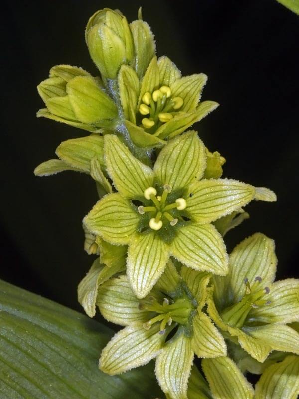 VERATRUM ALBUM