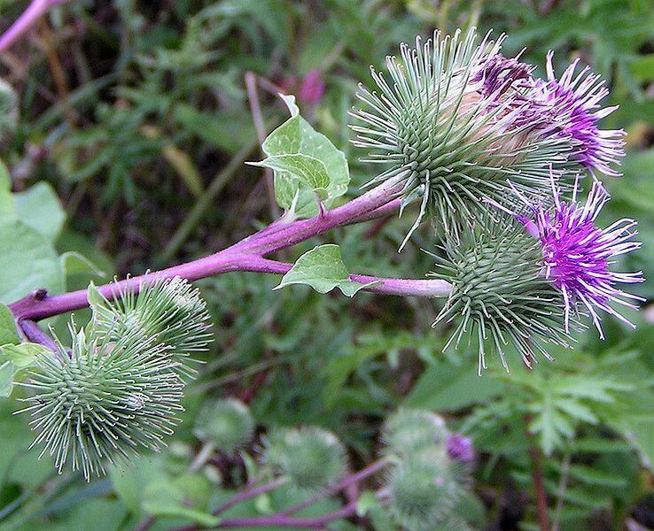 ARCTIUM LAPPA