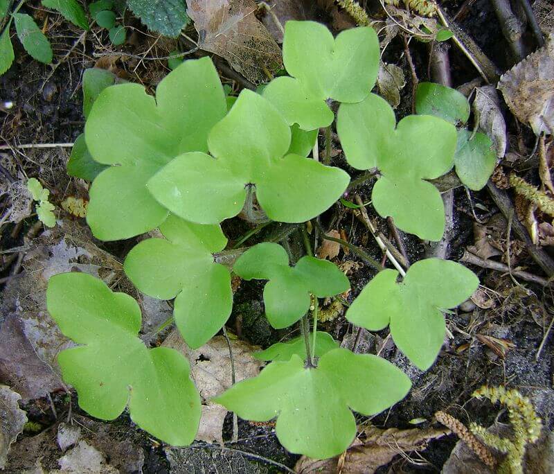 HEPATICA