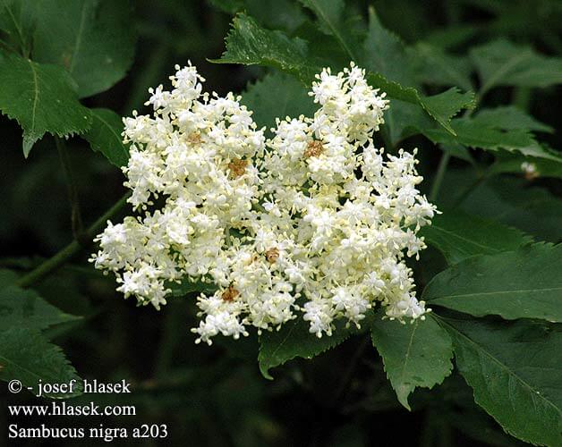 SAMBUCUS NIGRA, Elder.