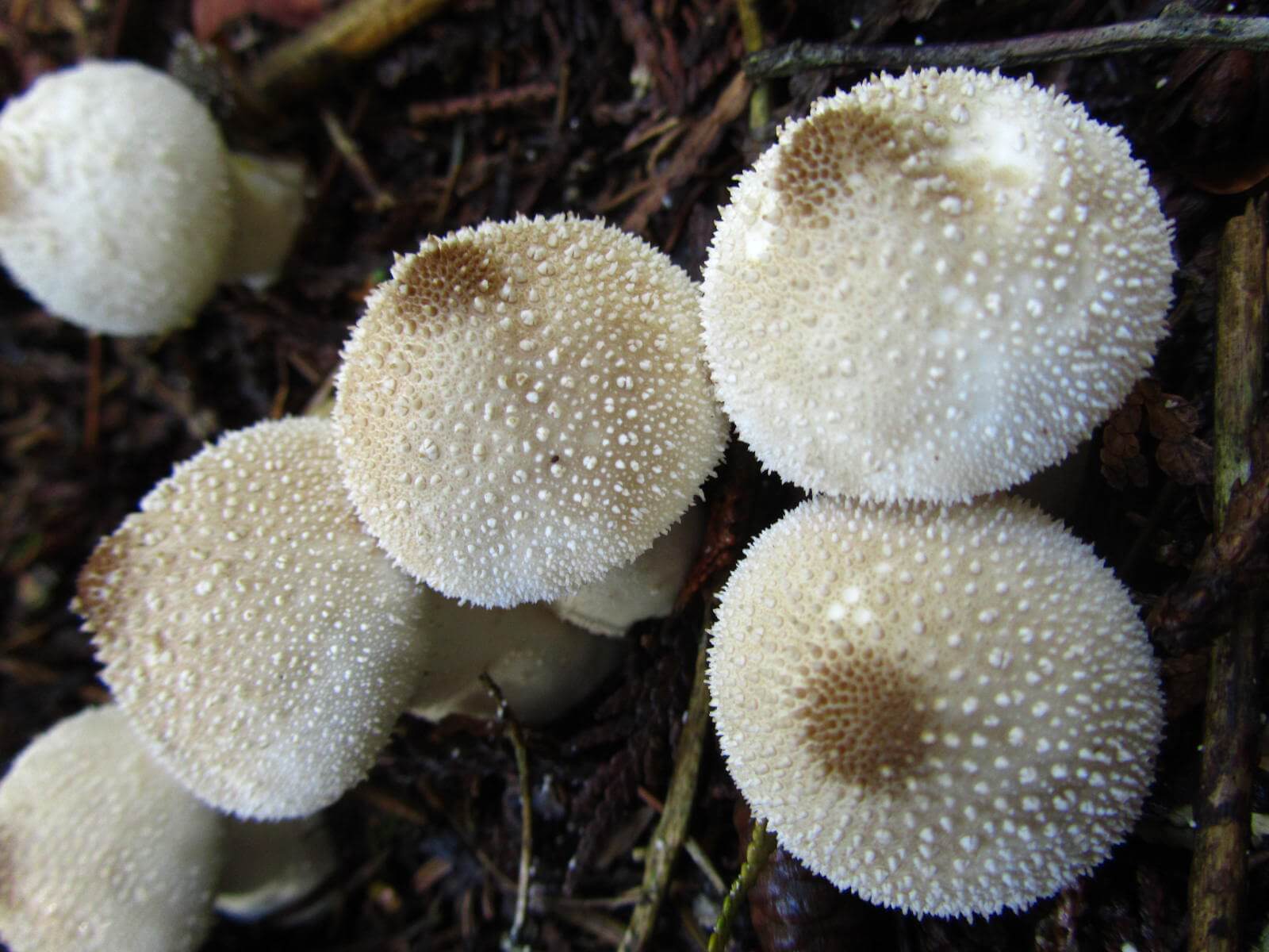 BOVISTA LYCOPERDON
