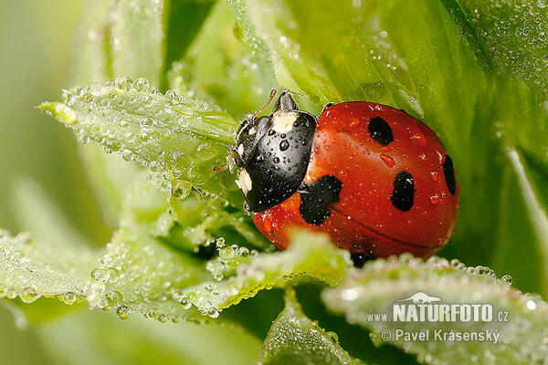 COCCINELLA SEPTEMPUNCTATA