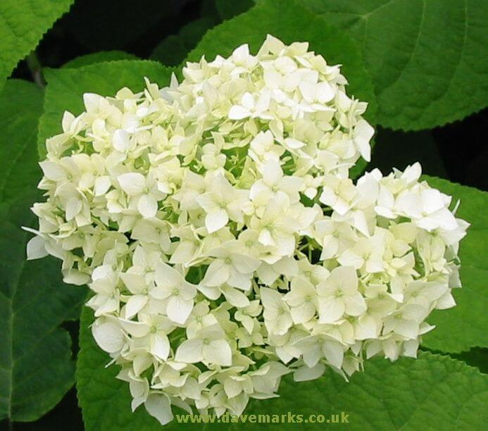 HYDRANGEA ARBORESCENS