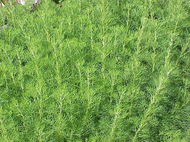 ABROTANUM ARTEMISA