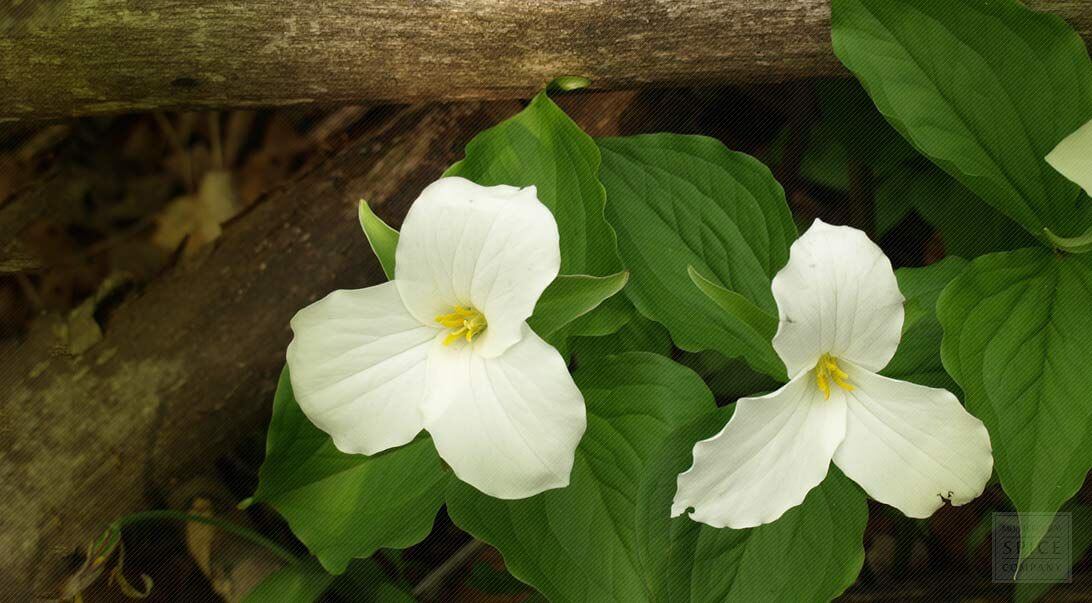 TRILLIUM PENDULUM