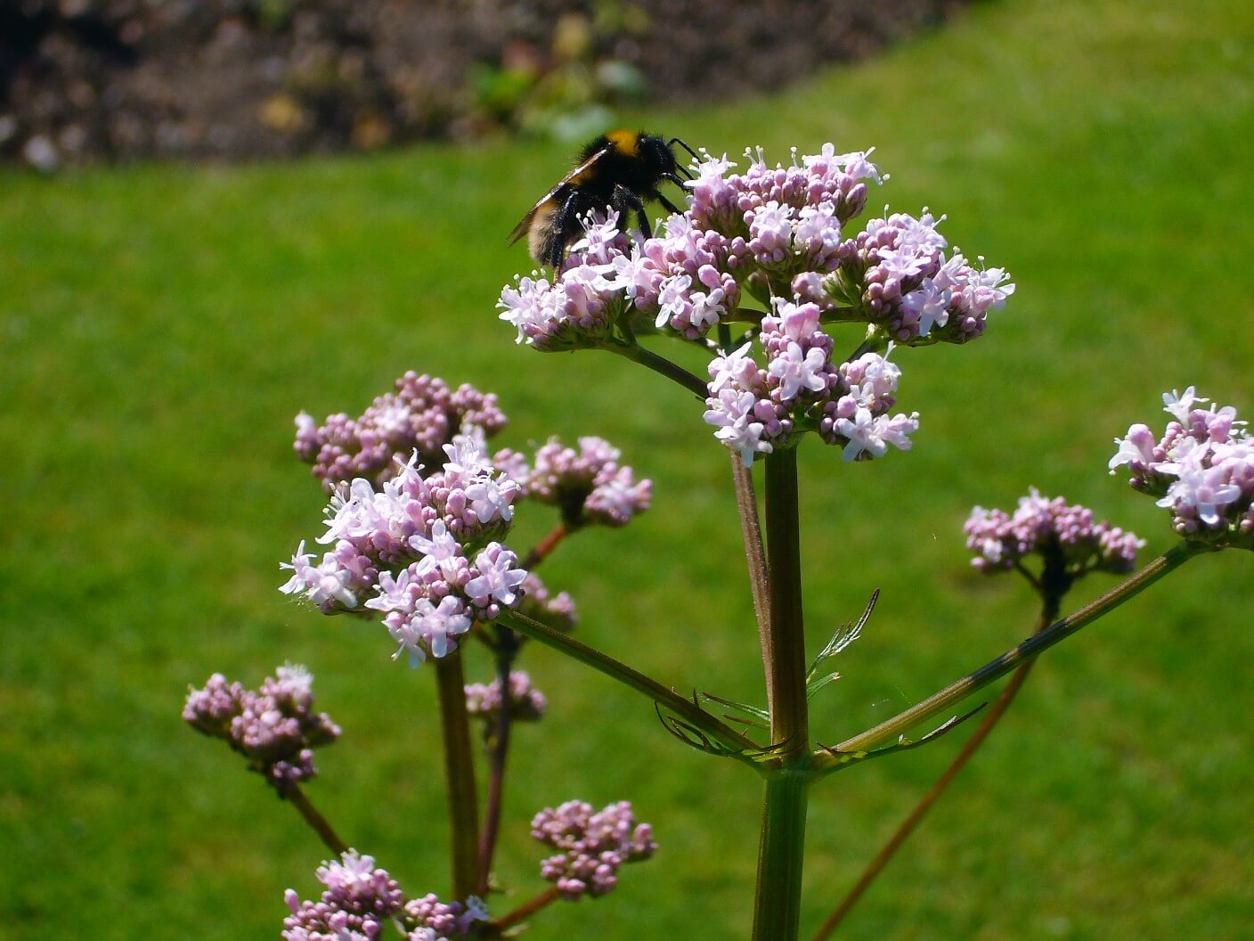 VALERIANA OFFICINALIS- Valeriana