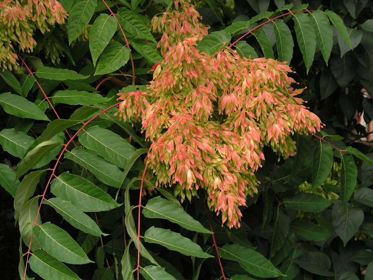 AILANTHUS GLANDULOSA