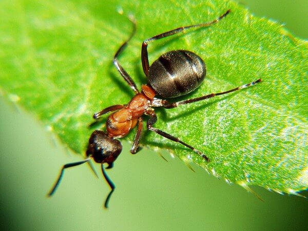 FORMICA RUFA