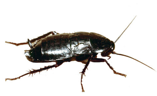 BLATTA ORIENTALLIS
