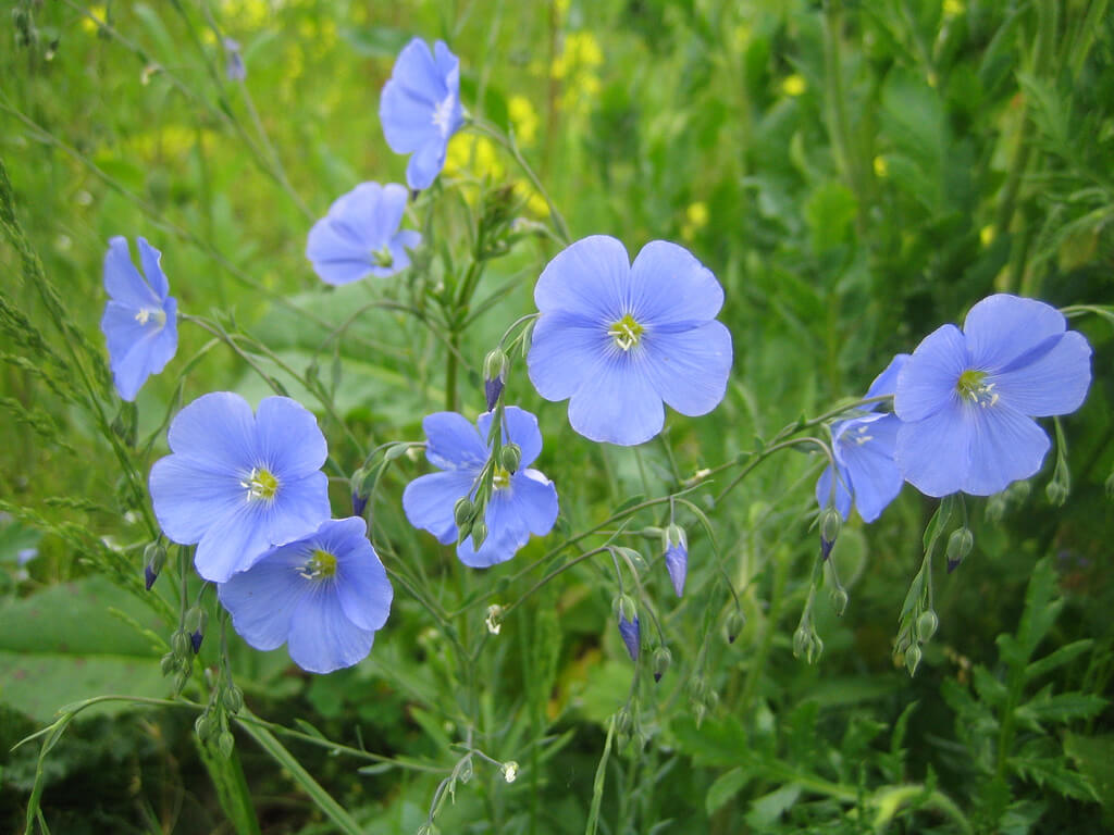 LINUM USITATISSIMUM.