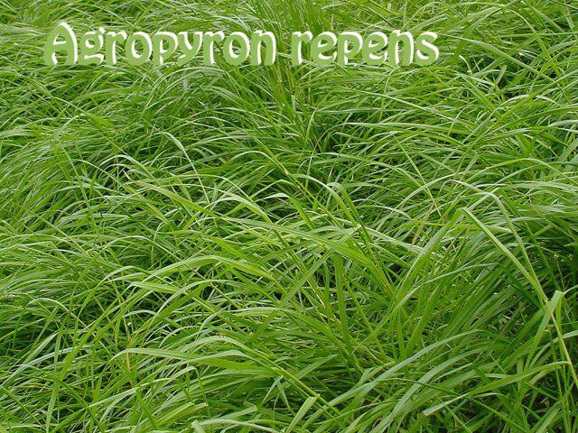 TRITICUM REPENS
