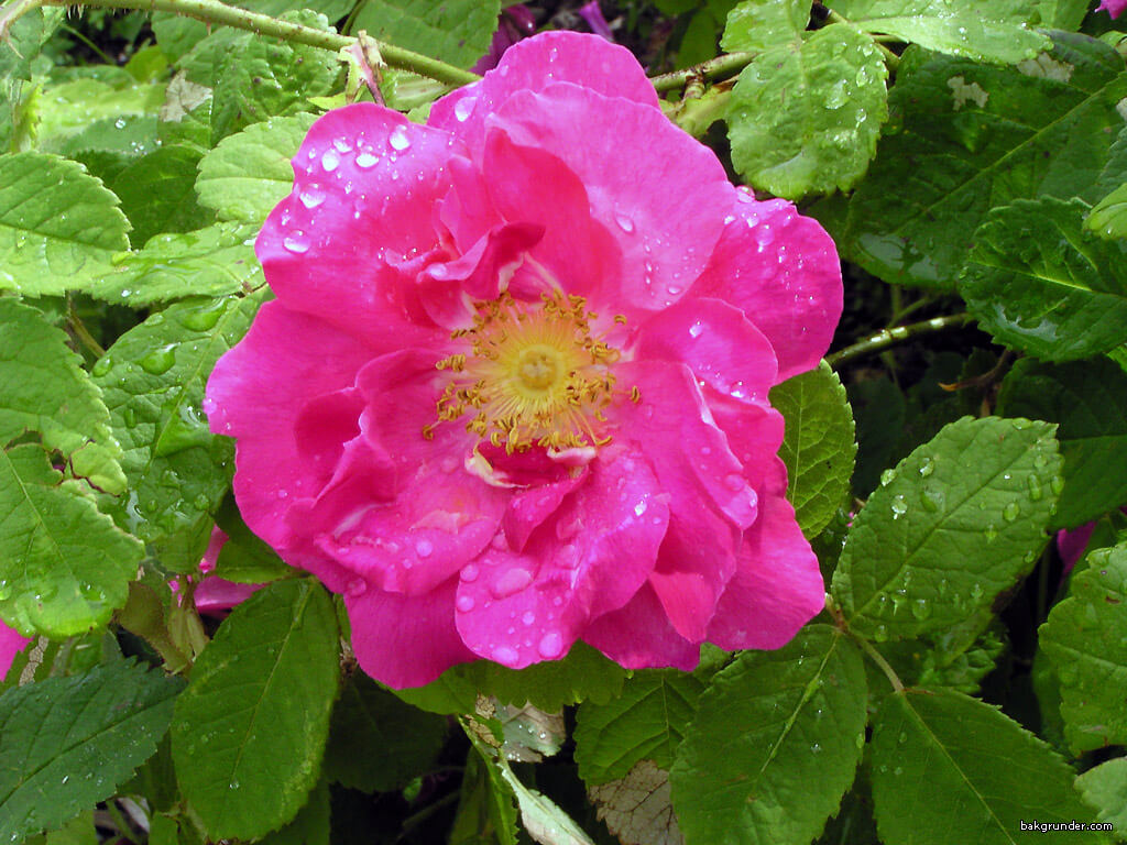 ROSA DAMASCENA