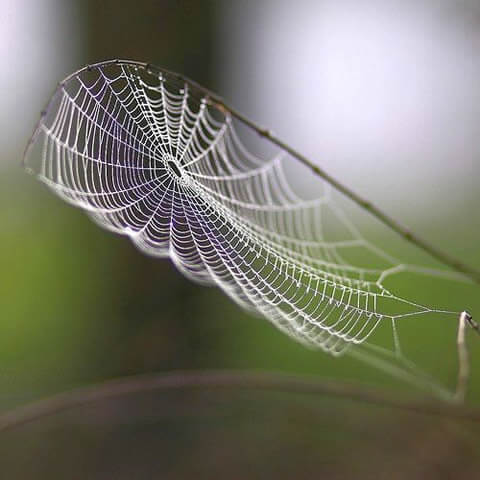 ARANEUM TELA