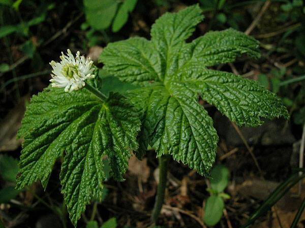 HYDRASTIS CANADENSIS