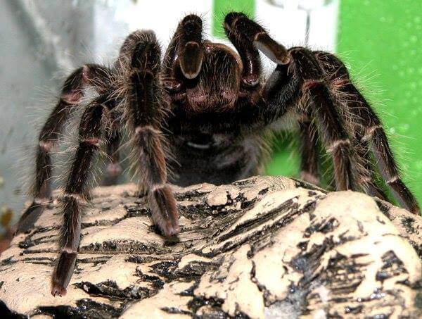 MYGALE LASIODORA