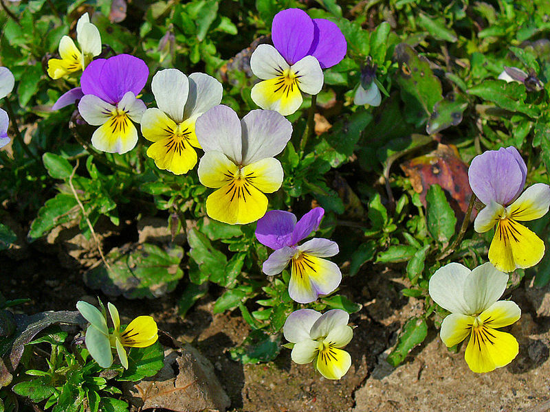VIOLA TRICOLOR