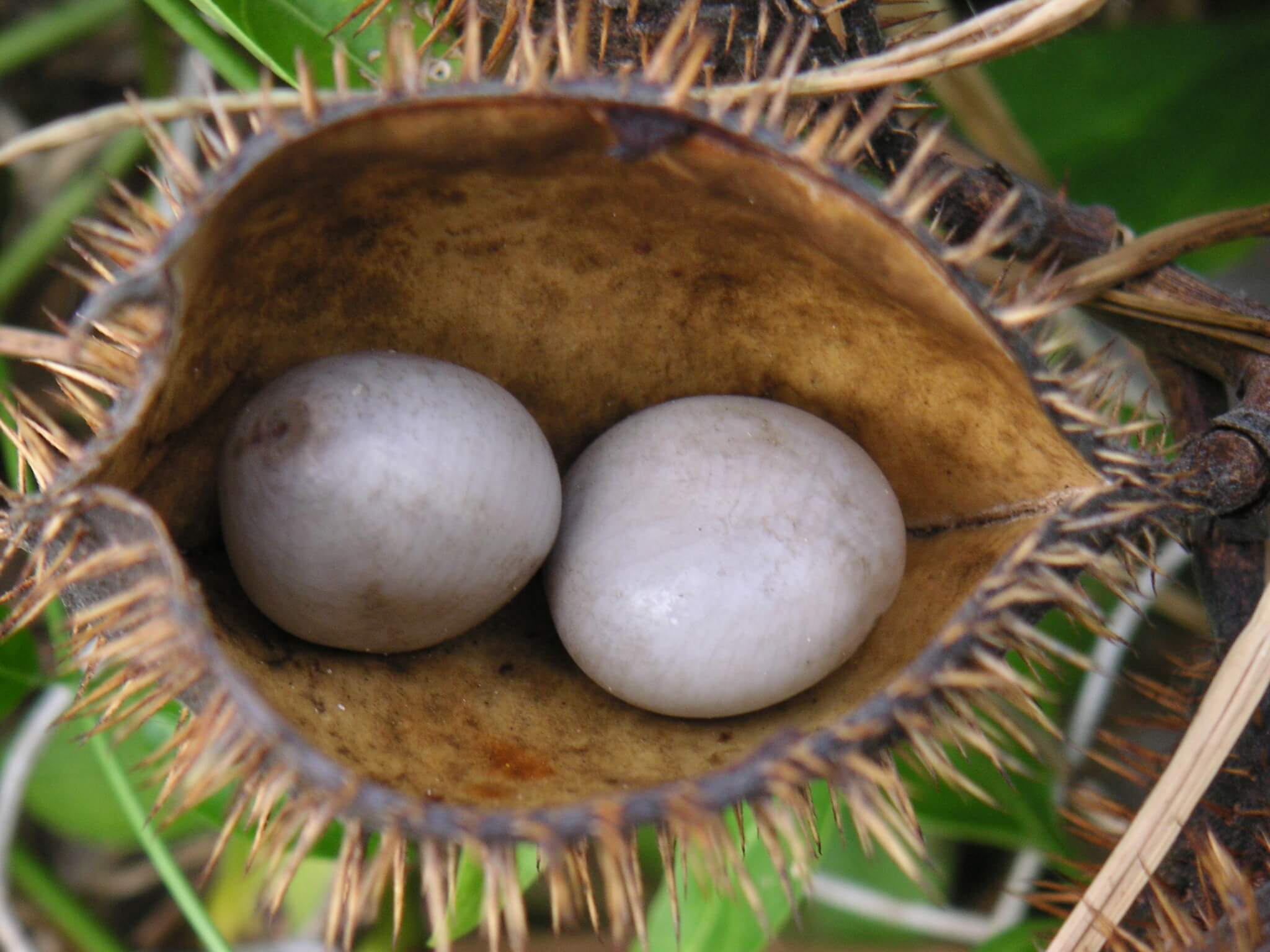 Caesalpinia B seeds