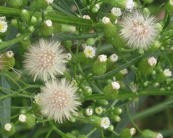 Erigeron 1