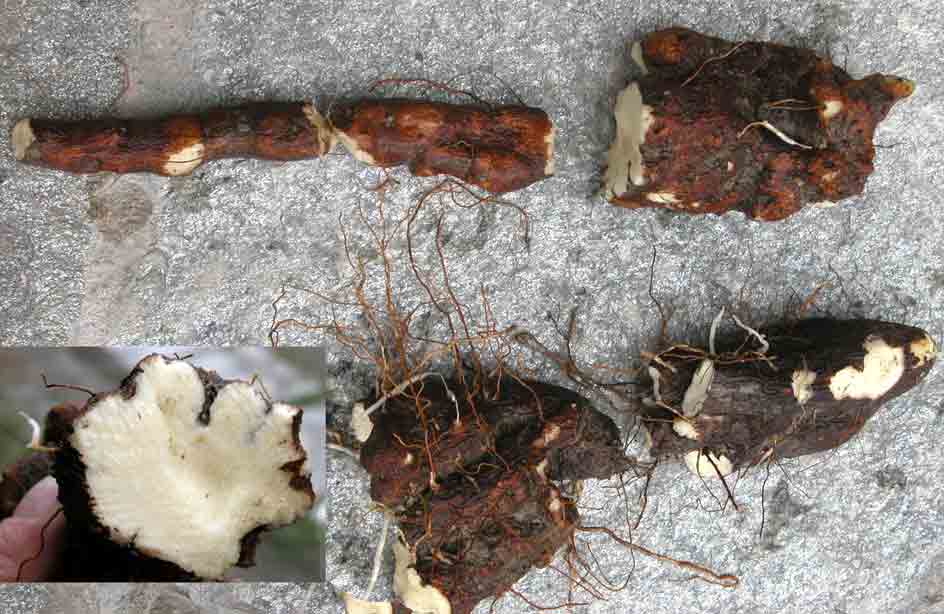 Root of Tamus