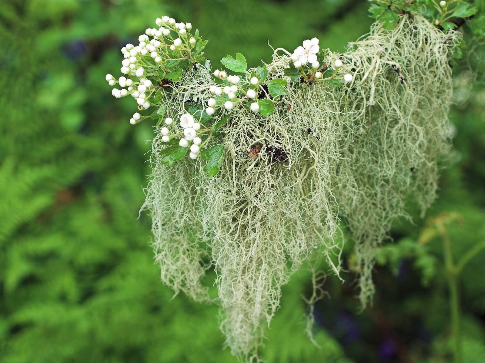 Usnea barbata