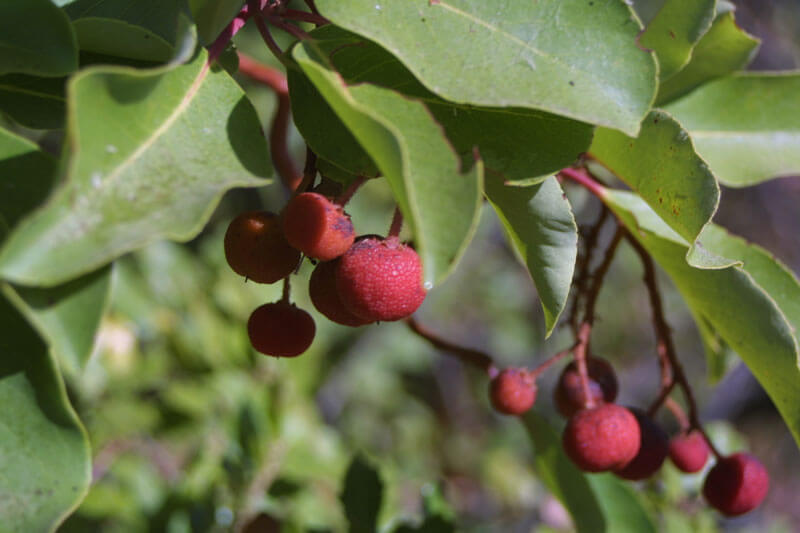 ARBUTUS ANDRACHNE