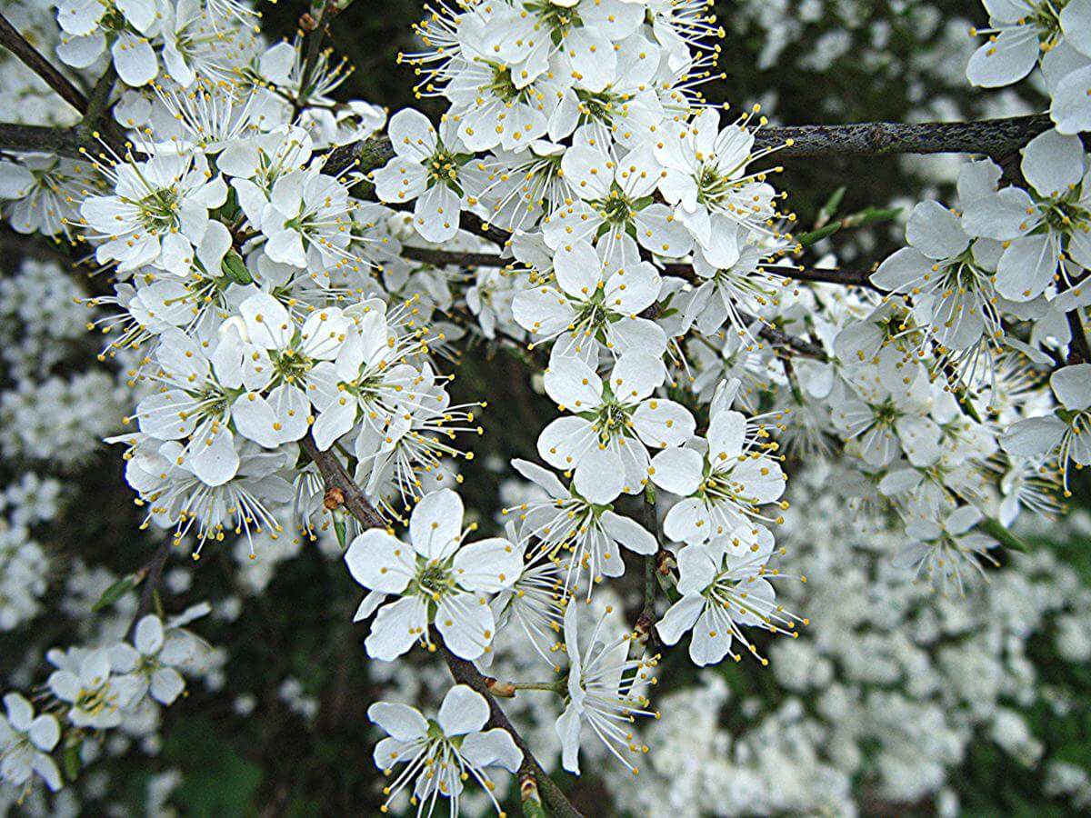 PRUNUS SPINOSA