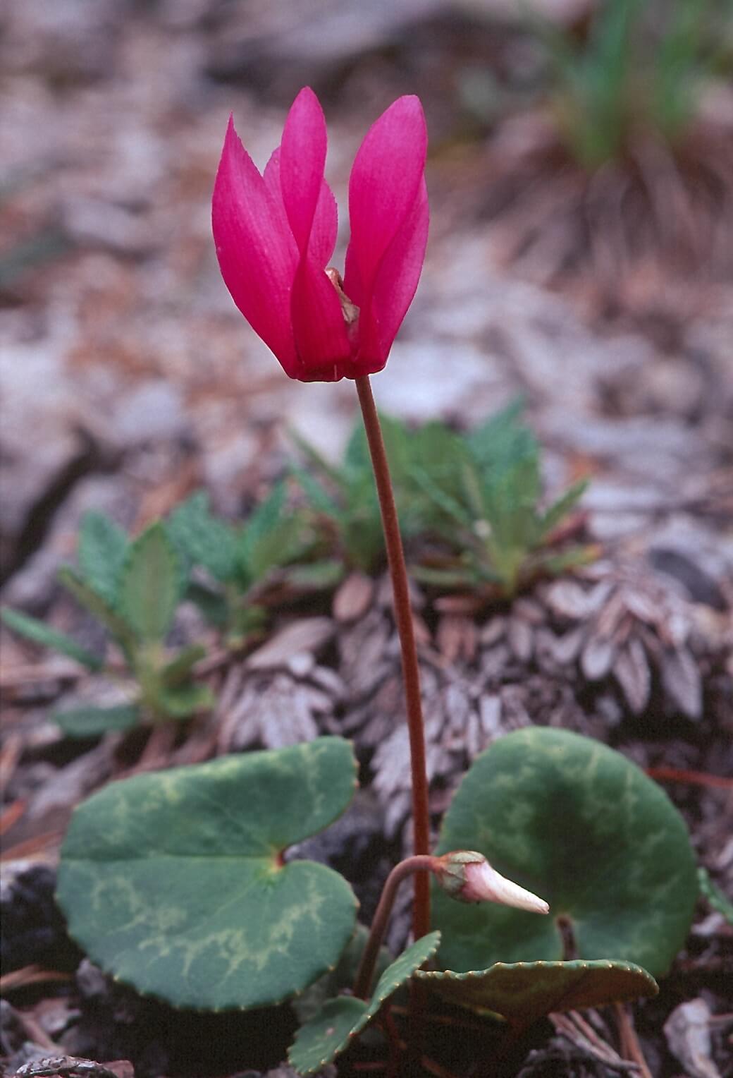 Cyclamen