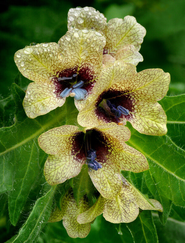 HYOSCYAMUS NIGER