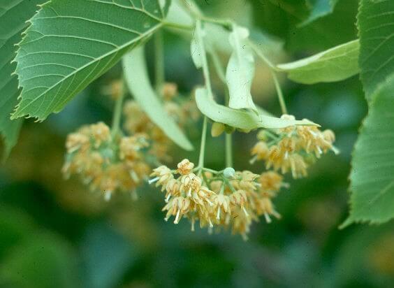 TILIA EUROPAEA