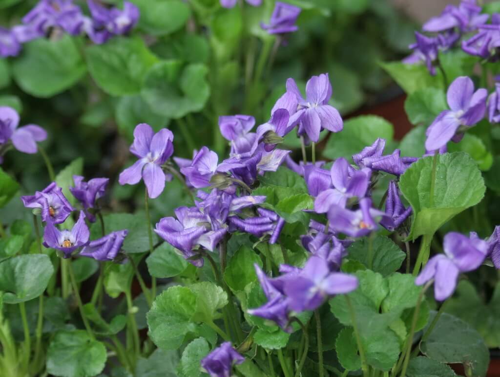 Viola odorata