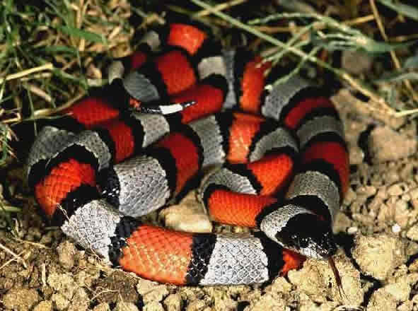 A study of the SNAKE REMEDIES